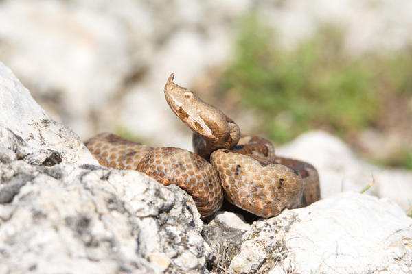 U SNOVIMA VAM SE POJAVILA ZMIJA? Pogledajte šta to znači, može predstavljati PREOKRET u vašem životu!