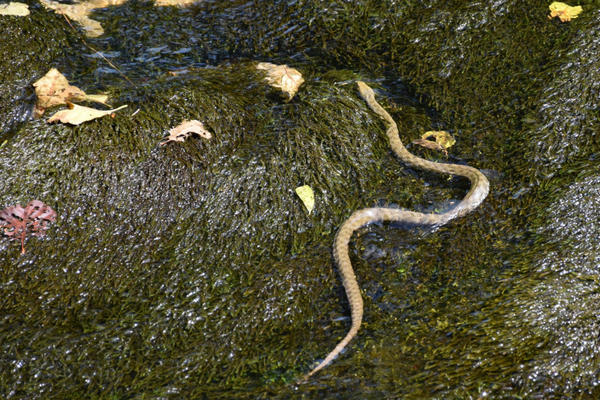 AKO IDETE NA TARU, MORATE DA ZNATE DA OVE ZMIJE ŽIVE TAMO! Važno je da znate SVE O NJIMA (FOTO)