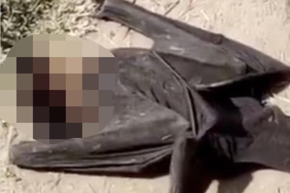 STOTINE MRTVIH SLEPIH MIŠEVA PRONAĐENO ŠIROM SVETA: Ovo otkriće izazvalo je veliku paniku, evo i zašto! (VIDEO)