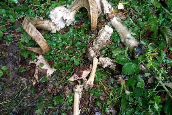 OD IVANOVOG OVNA OSTALI SU SAMO ROGOVI! Strašna zver upala u tor domaćina iz sela Visoka i napravila POKOLJ! (FOTO)