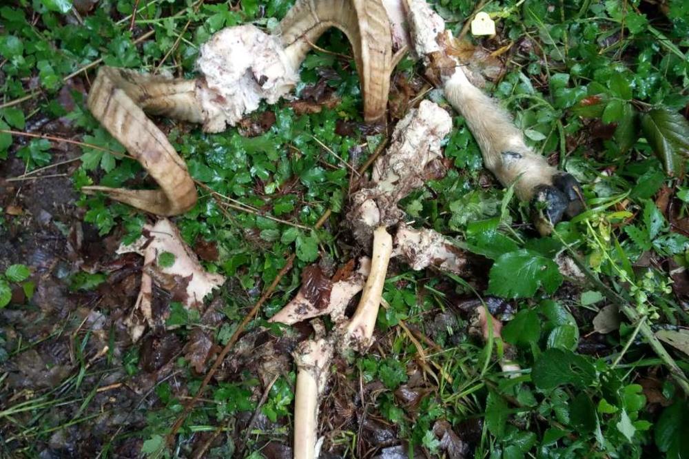 OD IVANOVOG OVNA OSTALI SU SAMO ROGOVI! Strašna zver upala u tor domaćina iz sela Visoka i napravila POKOLJ! (FOTO)