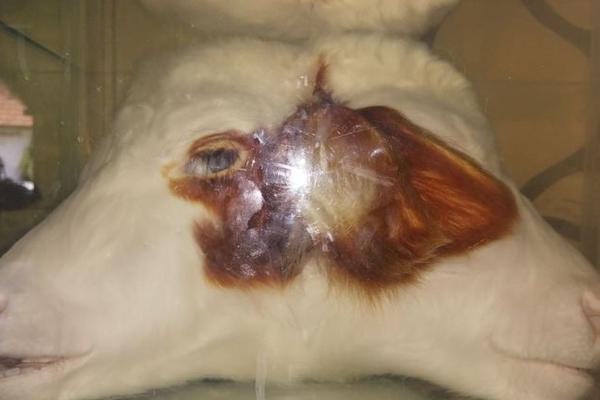 OVO I DALJE POKUŠAVAJU DA NAM SAKRIJU Otkrivena MISTERIJA zašto se pre 12 godina kod Bujanovca rodilo DVOGLAVO TELE