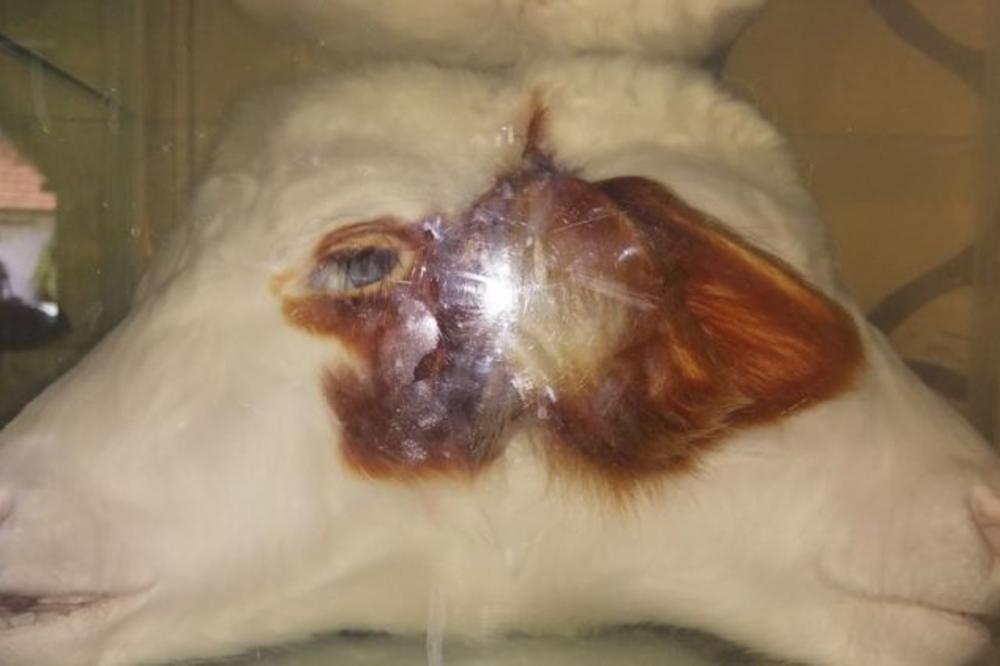 OVO I DALJE POKUŠAVAJU DA NAM SAKRIJU Otkrivena MISTERIJA zašto se pre 12 godina kod Bujanovca rodilo DVOGLAVO TELE