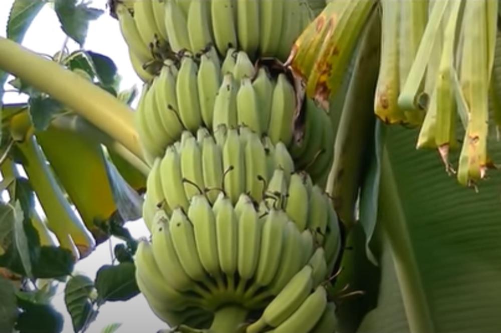 BANANA JE MNOGO ZDRAVA ZA ORGANIZAM, ali morate znati da NI KORA NIJE ZA BACANJE: Ima više namena