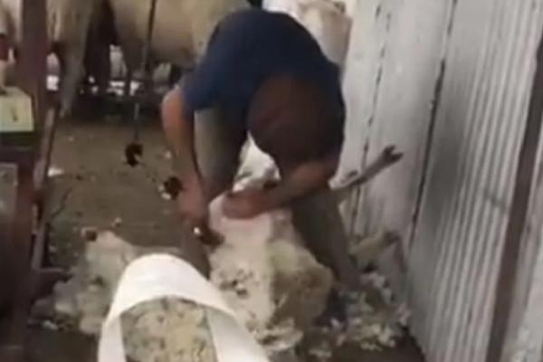 SLAVNI NAPADAČ SNIMLJEN U AKCIJI SA OVCAMA: Ovog leta mora da promeni klub - a njemu se baš omililo selo...