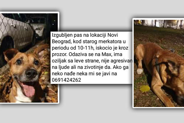 DA LI GA JE NEKO VIDEO? Nestao pas kod starog Merkatora, vlasnici mole za pomoć