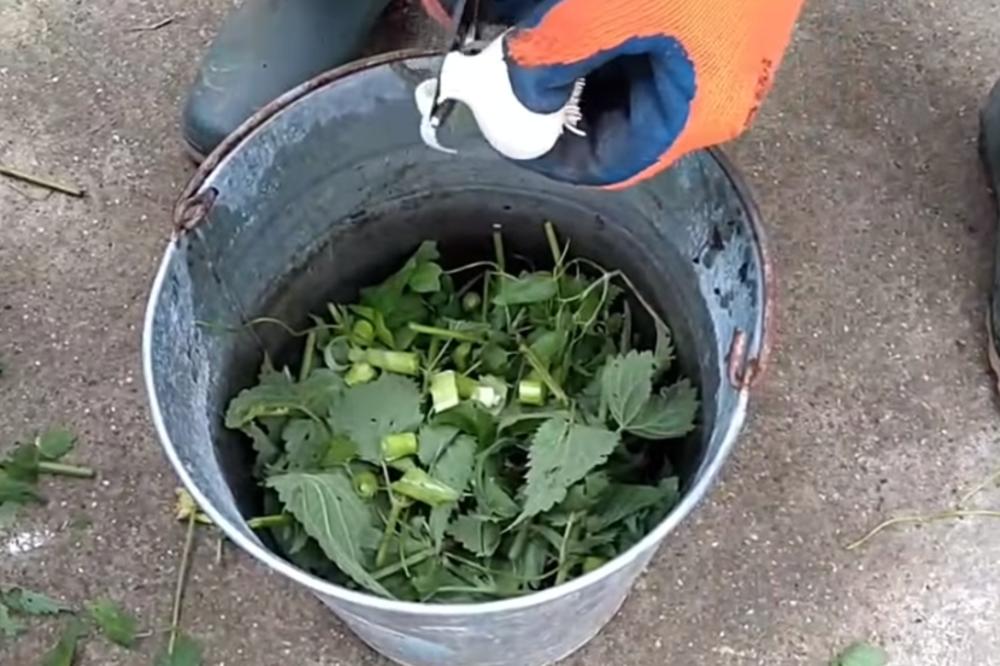 OVA BILJKA JE PRAVA DIVLJAKUŠA IZ PRIRODE, A MNOGO JE LEKOVITA! 10 zdravstvenih problema TERA kao od šale!