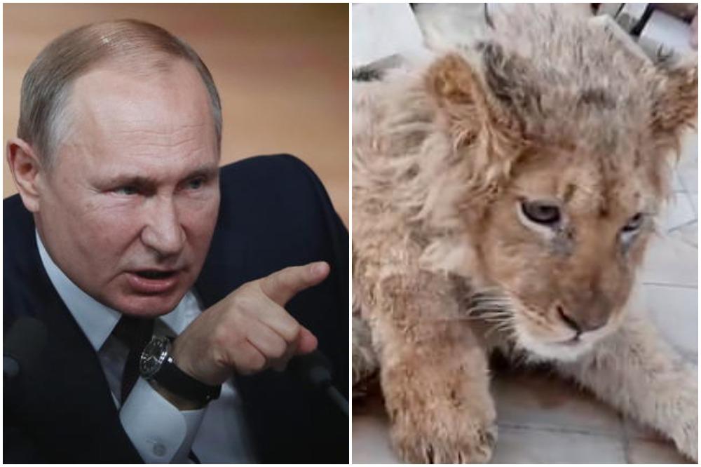 VLADIMIR PUTIN LIČNO JURI NEVIĐENE LJUDSKE ZVERI! Cela Rusija ne veruje šta su radili ovom mladuncu! (VIDEO)