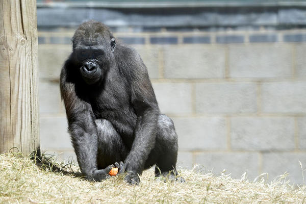 NAUČNICI POTVRDILI: Retka vrsta gorila Kros River nije izumrla