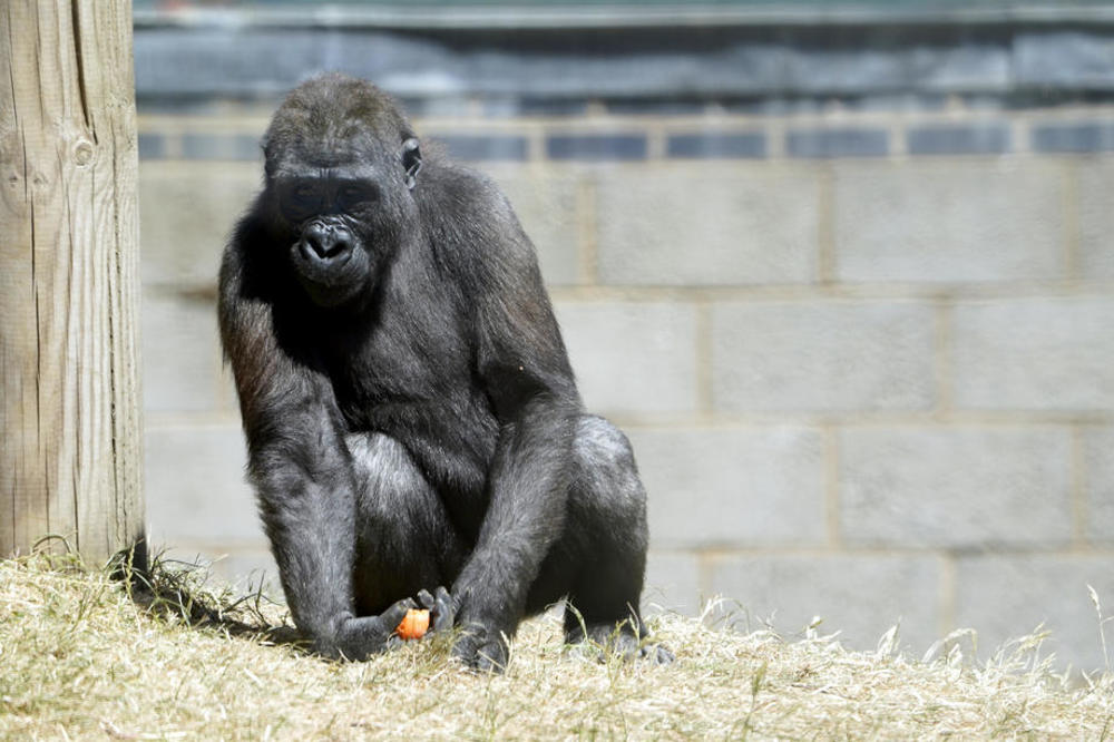 NAUČNICI POTVRDILI: Retka vrsta gorila Kros River nije izumrla
