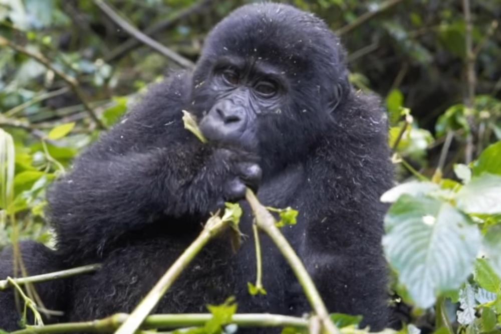 TAKO SE TO RADI: Ubicama ugrožene vrste gorile preti doživotni zatvor