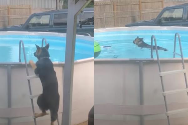 NEODOLJIVO: Nemački ovčar koji obožava da pliva