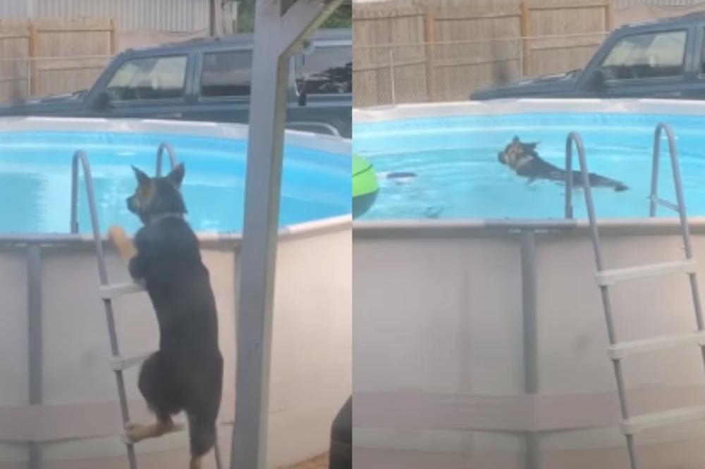 NEODOLJIVO: Nemački ovčar koji obožava da pliva