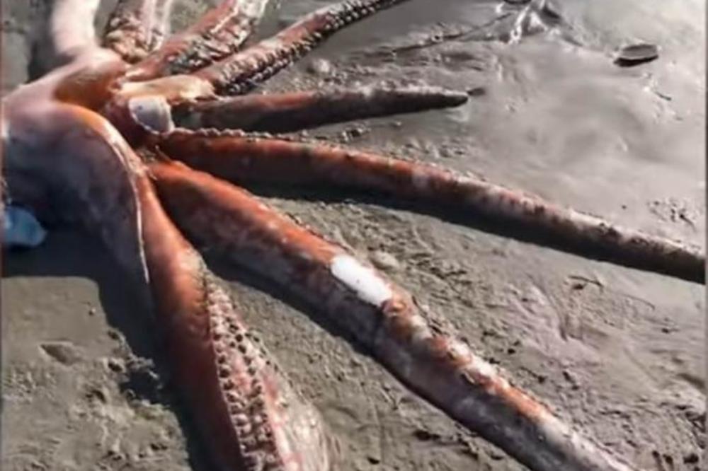 ŠTA SE OVO DEŠAVA? U Jadranskom moru je primećeno nešto što tamo NIKAD NIJE POSTOJALO!