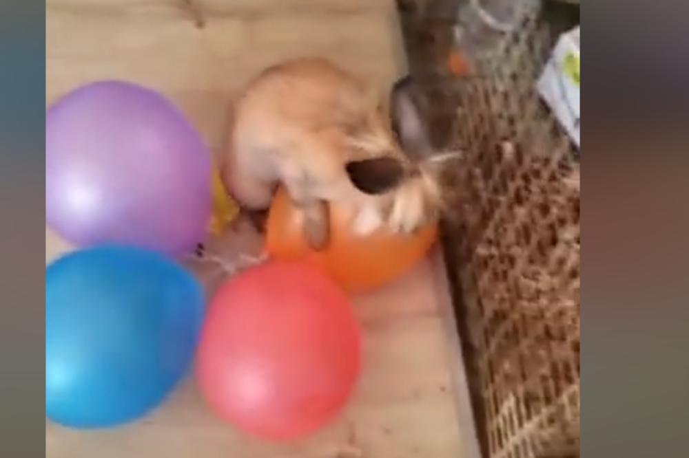 NAPALJENI ZEC JE NAJVEĆI HIT 2020! Začas je izbušio ova četiri balona, snimak NIJE ZA ONE SA SLABIM SRCEM! (VIDEO)