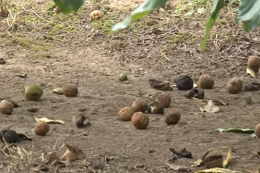 ORAH NIKAKO NEMOJTE DA SADITE BLIZU KUĆE: Otrovan je, a utiče i na određene psihičke probleme!