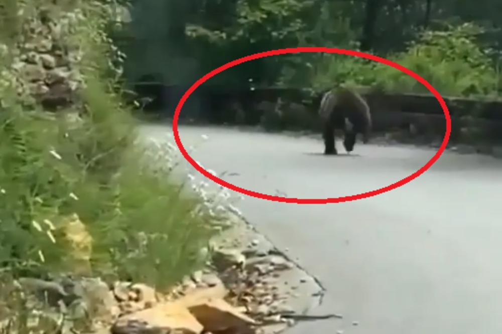 TURISTI SU NASRED TARE NALETELI NA MEDVEDA: Čim ih je ugledao na putu, zaleteo se... GLEDAJTE GA ŠTA RADI (VIDEO)