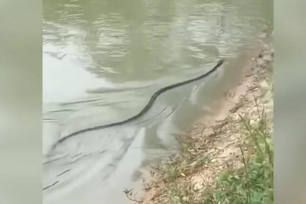 NJEN OTROV MOŽE DA UBIJE 20 LJUDI ODJEDNOM! Kraljevska kobra guta zmiju k'o od šale! (VIDEO)