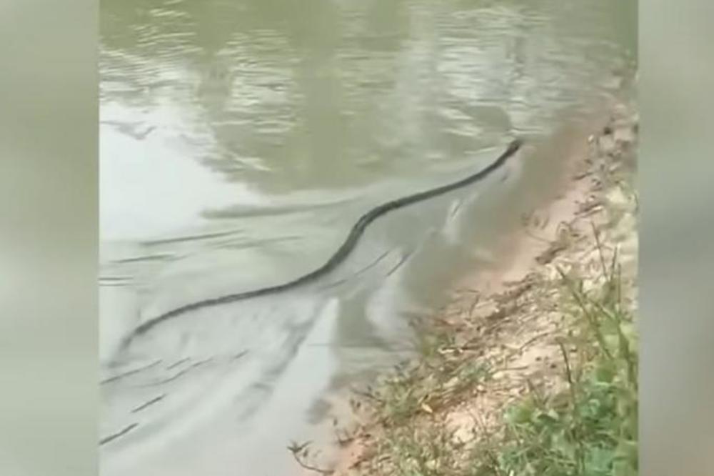 NJEN OTROV MOŽE DA UBIJE 20 LJUDI ODJEDNOM! Kraljevska kobra guta zmiju k'o od šale! (VIDEO)