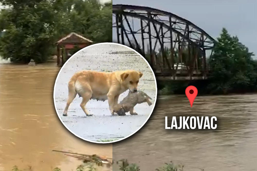 O NJIMA NIKO NE PRIČA: Stravična sudbina životinja iz poplavljenih područja! Pogledajte šta je ova kujica uradila