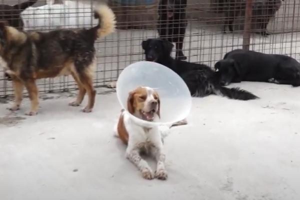 KAKAV HOROR! Otrovani psi u PRIHVATILIŠTU u srpskom gradu (VIDEO)