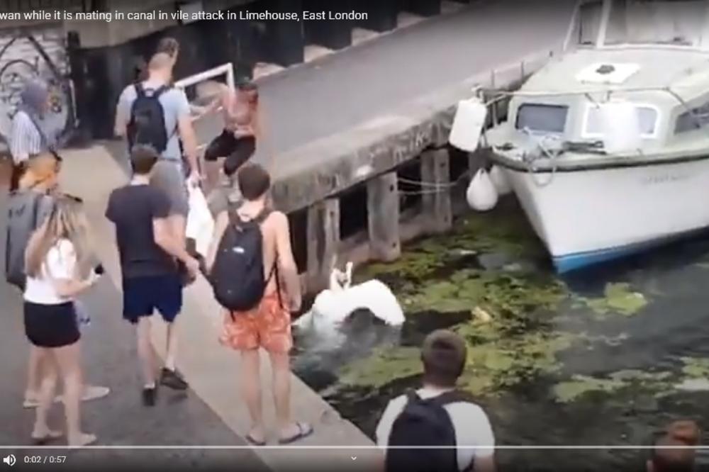 KRETENKA OBESNO ŠUTNULA LABUDA USRED PARENJA! Čovek pokušao da je urazumi, ali je nadrljao (UZNEMIRUJUĆI VIDEO)