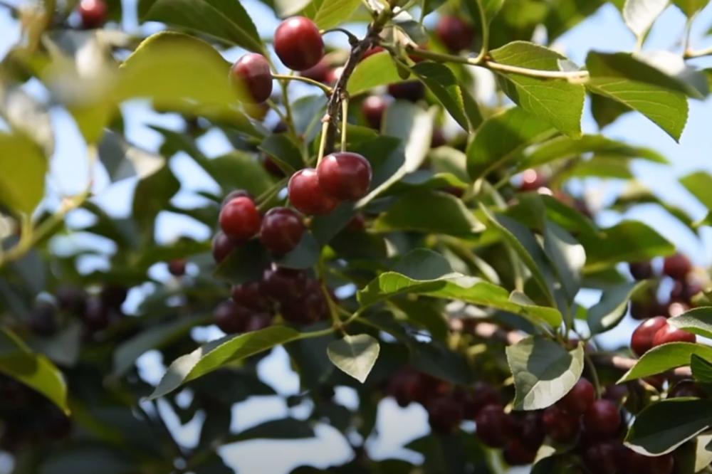 SRPSKI VOĆARI BESNI I U SUZAMA: Otkupna cena popularne sorte višanja je 20 dinara. NEĆE JE NI BRATI!