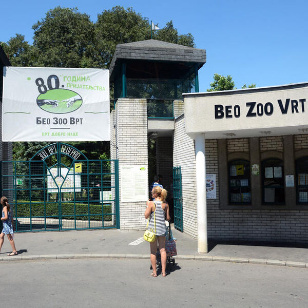Beo zoo vrt postao bogatiji za još jednog stanovnika: Rodilo se mladunče životinje koja ume da se smeje (FOTO)