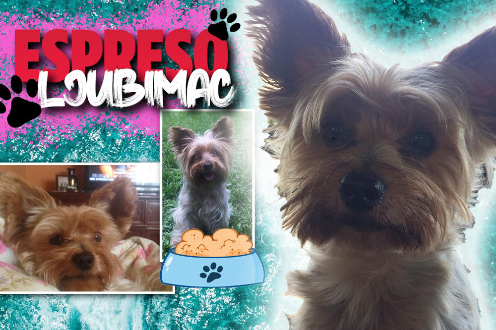 SVAKOJ KUCI ŽELIM OVAKAV DOM I SVAKOJ PORODICI OVAKVU KUCU: Iako Laći kažu da ima koju kilu viška, opet mu ugađaju