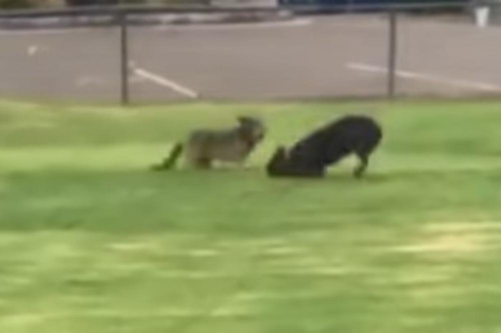 KOJOT JE U PARKIĆU NALETEO NA PIT BULA: Ono što je usledilo bilo je KRATKO I KRVAVO! (VIDEO)