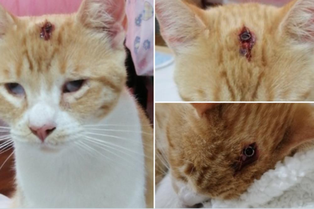 MONSTRUM JE MEĐU NAMA! Neko je uzeo vazdušnu pušku i OVO URADIO JADNOJ MACI! Želudac da vam se prevrne (FOTO)