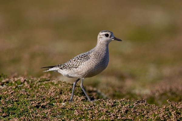 OVA PTICA JE PRVI PUT VIĐENA U SRBIJI, PRELETELA JE HILJADE KM! Za nju se vezuje jedno DREVNO VEROVANJE