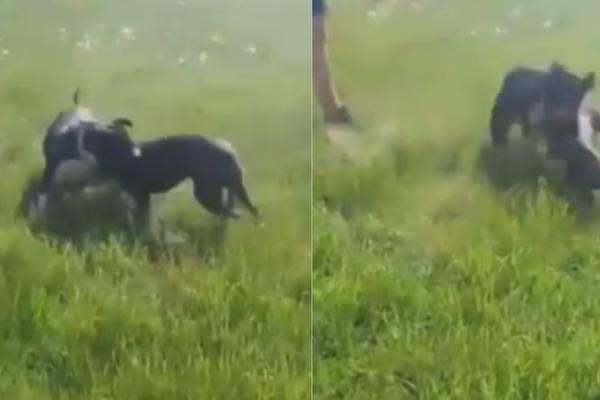 OVE BOLESNIKE ODMAH UHAPSITI I BACITI KLJUČ! Osvanuo MONSTRUOZAN SNIMAK iz Loznice, ovo je DNO! (VIDEO)