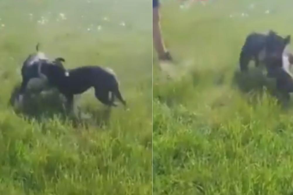 OVE BOLESNIKE ODMAH UHAPSITI I BACITI KLJUČ! Osvanuo MONSTRUOZAN SNIMAK iz Loznice, ovo je DNO! (VIDEO)