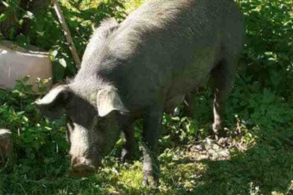 KOMŠIJSKA NETOLERANCIJA KOJA JE PRERASLA U RAT: Zbog svinja je izbio haos u Crnoj Travi, OVO IM JE GLAVNA TEMA!