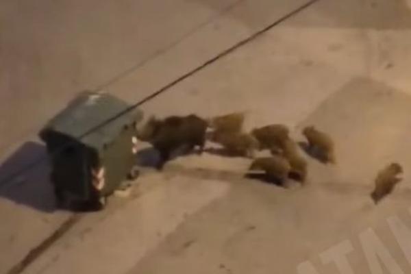 ISPRAVKA: Snimak svinja nije nastao u Višnjici, već u Italiji