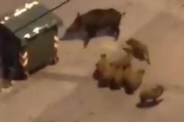 DIVLJE SVINJE HARAJU BEOGRADOM: Građani ostali u šoku, je l' ovo divljina ili prestonica Srbije?!