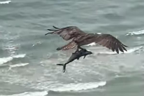 SVI OKUPLJENI SU ZINULI KADA SU VIDELI PRIZOR! Šta bre to ovaj orao nosi u kandžama?! (VIDEO)