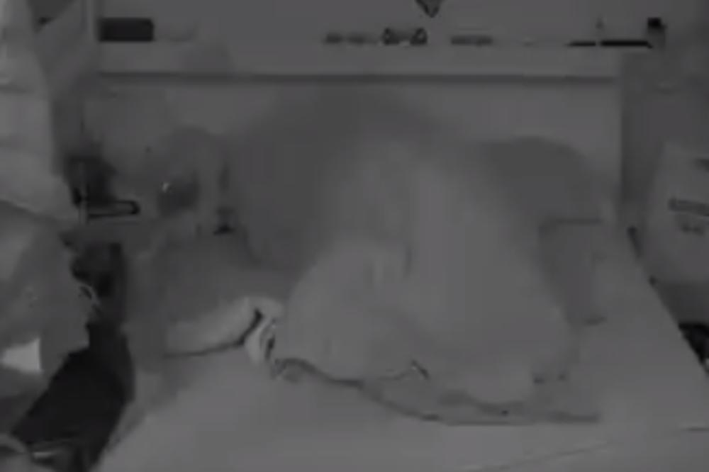 ONI SU PRED FINALE REŠILI DA OSTANU ZAPAMĆENI PO S*KSU! Od vrele akcije tresle se kamere i cela spavaća soba! VIDEO