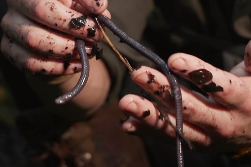 OTKRIVENI LJUTI CRVI IZ HOROR FILMOVA, LJUDI SU ZGAĐENI: Nikada nemojte da mu gledate u usta!