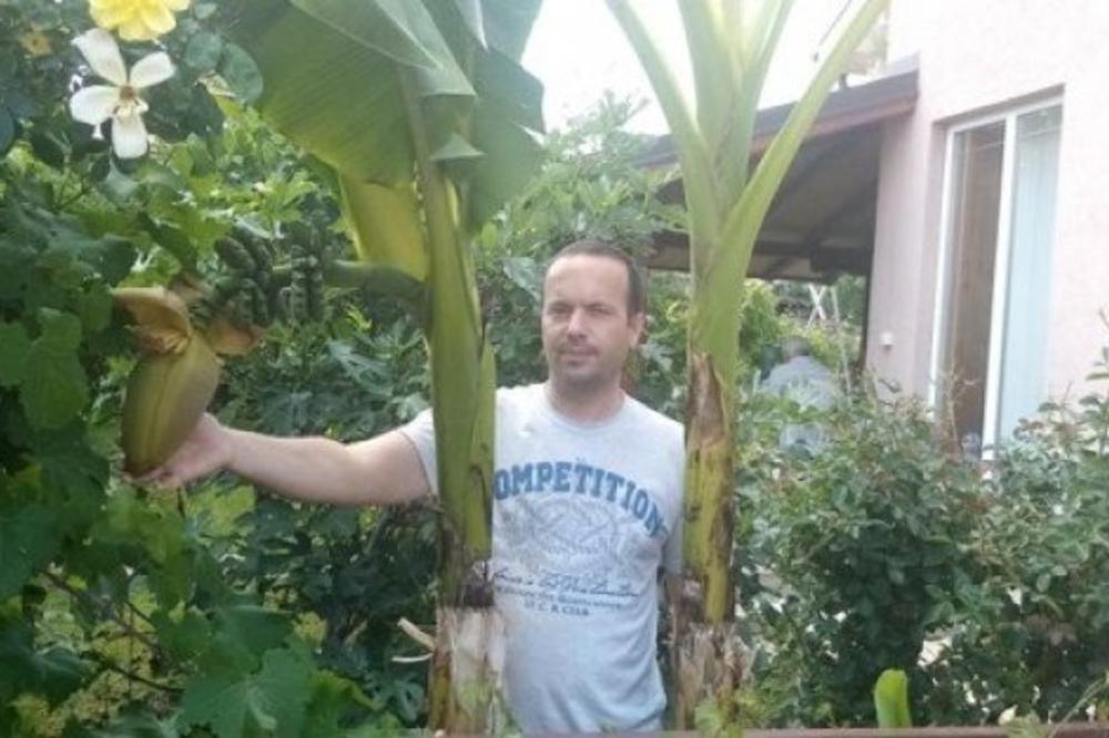 BANANA REPUBLIKA - U TOPOLI! Usred Srbije južno voće rađa kao ludo! (FOTO)