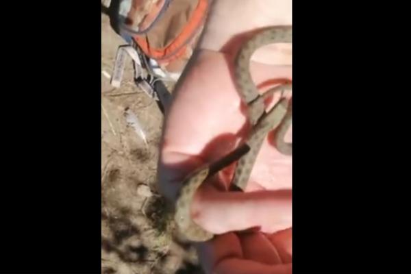 BEOGRAĐANIN JE PRONAŠAO ZMIJU: Nije očekivao ovakav odgovor Prirodnjačkog muzeja