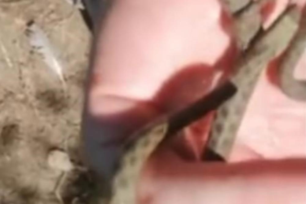 BEOGRAĐANIN JE NAŠAO ZMIJU PA JE ODNEO U PRIRODNJAČKI MUZEJ: Kada su je videli, nastao je muk (VIDEO)