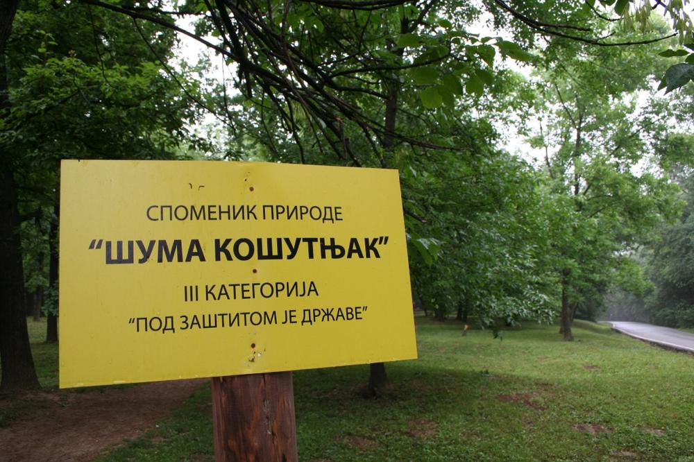 KOŠUTNJAK - OD PRODAJE NACIONALNOG KULTURNOG BLAGA BUDZAŠTO, DO SEČE ŠUME RADI GRADNJE STANOVA