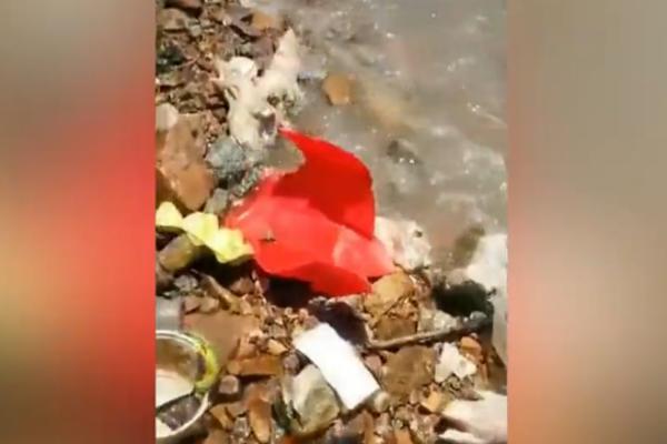 NA HILJADE MRTVIH SVINJA PLUTA U PLIĆAKU! Šta se ovo pobogu DOGODILO! (UZNEMIRUJUĆI VIDEO)