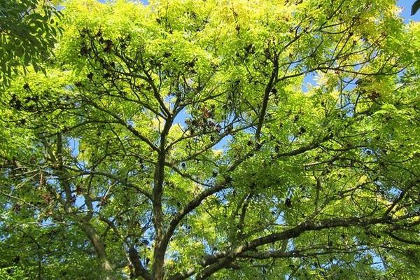 POSADI SVOJ HLAD: Besplatne sadnice jasena na poklon