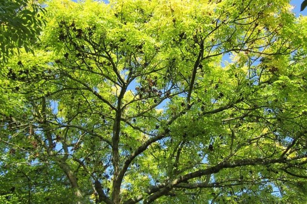 POSADI SVOJ HLAD: Besplatne sadnice jasena na poklon