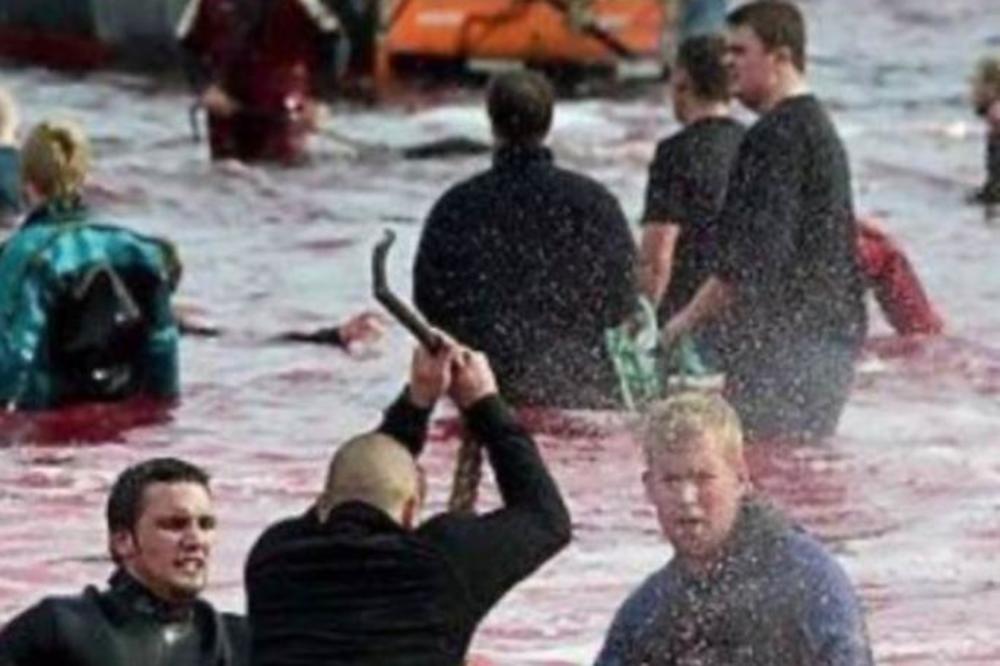 OVO JE BOLESNO, ŠTA RADITE BRE TO? Jezive scene kako narod KOLJE kitove i delfine! More postalo CRVENO OD POKOLJA!