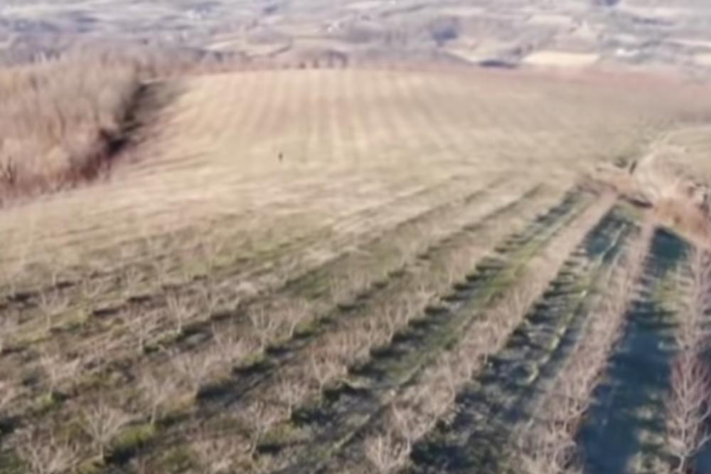 U BANATU ŠLJIVE RODILE KAO LUDE! Nema ko da ih bere, dolaze nam MAKEDONKE I UPRKOS KORONI