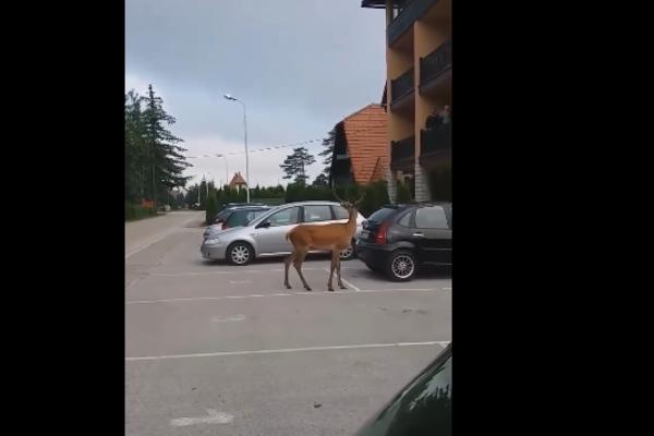 PLAŠLJIVO MLADUNČE UŠETALO U SRPSKO NASELJE: Žena je izletela napolje na njega sa metlom, SVI SU SE OVOGA BOJALI